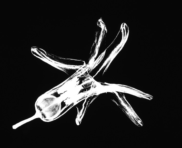 floris blütenkelch schwarzweiß Fotografie Gesa Siebert Kommunikationsdesign